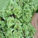 Azolla per kilogram