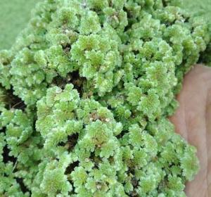 Azolla per kilogram
