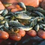 TILAPIA FINGERLINGS (FISH BABY)