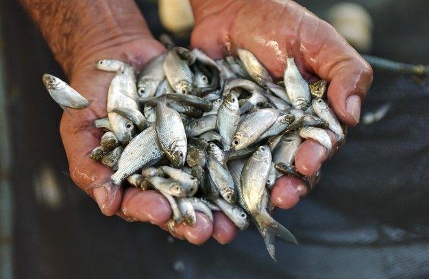 Quality Fish Fingerlings